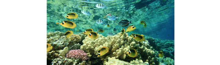 Frühbucher Ägypten Marsa Alam