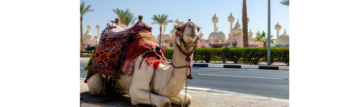 Frühbucher Ägypten Sharm El Sheikh